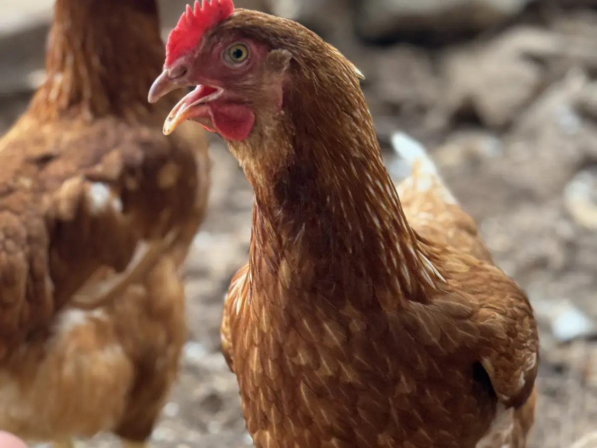 Dos gallinas rojas sueltas en el corral del solar