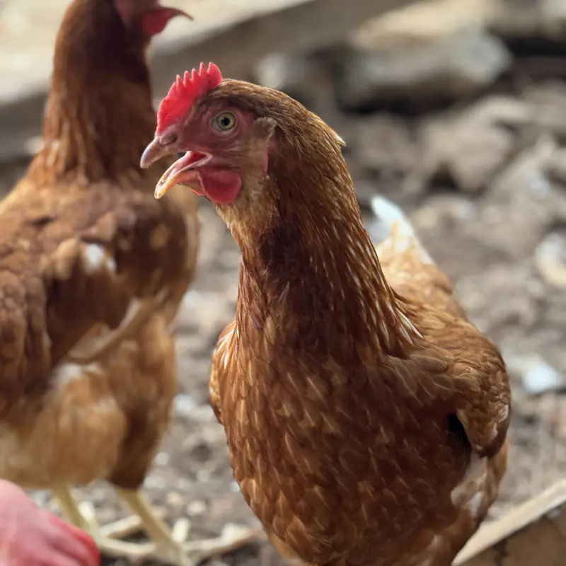Las gallinas del solar, sueltas en el corral