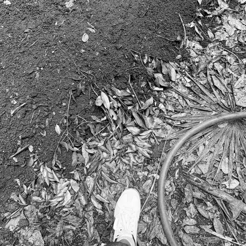 El monticulo de tierra en reposo, entre las palmas